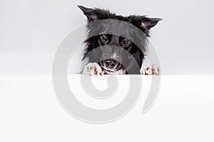 Curious border collie dog looking down with a white banner or a poster in front of him, isolated. Card template with portrait of a