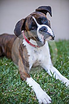 Curious Boxer Dog with head tilt