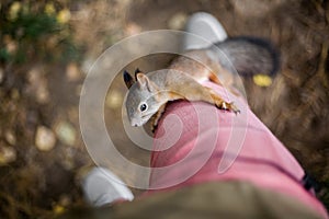 Curious brave wild squirrel with a fluffy tail climbs on the foo