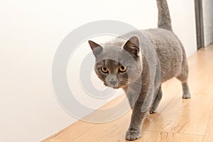 A curious British gray cat goes to do some harm and looks suspiciously at the camera