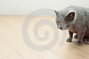 A curious British gray cat goes to do some harm and looks suspiciously at the camera