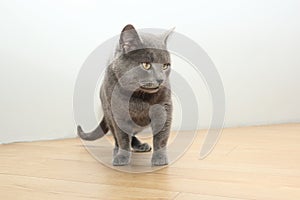 A curious British gray cat goes to do some harm and looks suspiciously at the camera