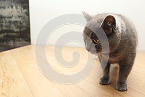 A curious British gray cat goes to do some harm and looks suspiciously at the camera