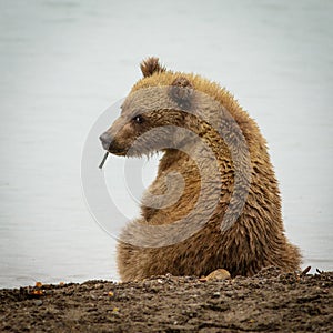 Curious Brown baby-bear in Katmia NP, Alaska