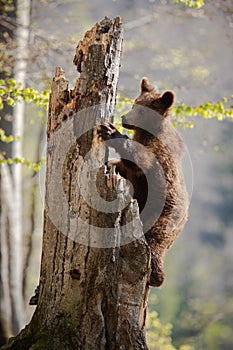 Curious brown bear climbing an old broken tree in spring forest