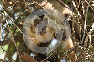A Curious Brown Capuchin