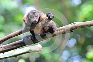Curious brown capuchin