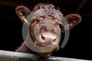 Curious Brown Cow â€“ British Cattle