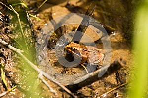 A curious brown frog sitting in a pond