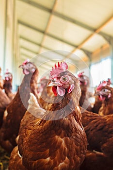 Curious brown hen on an organic chicken farm
