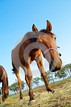 Curious brown horse, low angle