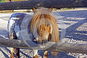 Curious brown ponny