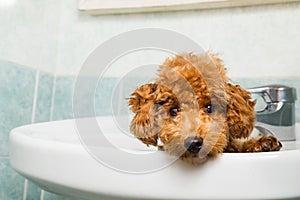 Curious brown poodle puppy getting ready for bath in basin