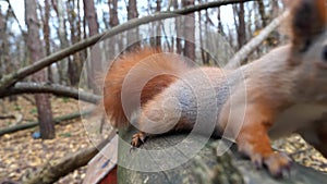 Curious brown rodent climbing on wooden branch and sniffing camera outdoor. Cute fluffy squirrel looking into camera at