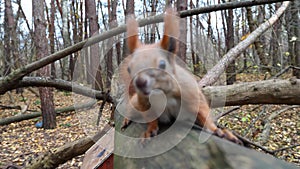 Curious brown rodent climbing on wooden branch and sniffing camera outdoor. Cute fluffy squirrel looking into camera at