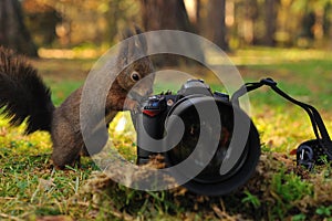 Curious brown squirrel with camera