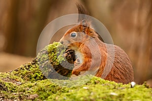 Curious brown squirrel perched atop a tree stump in a lush forest