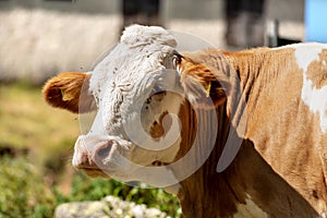 Curious brown and white cow looking at camera