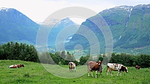 Curious brown and white dairy milk cows grazing on grass in a mountainside tree lined pasture on a farm in Norway.