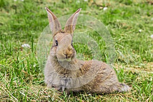 Curious Bunny with protruding ears.