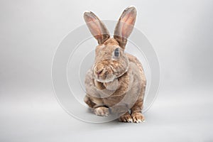 Curious bunny rabbit