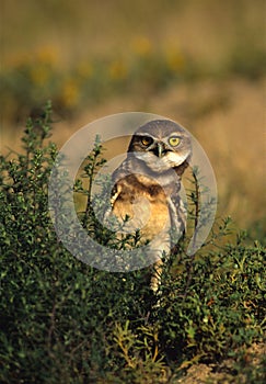 Curious Burrowing Owl