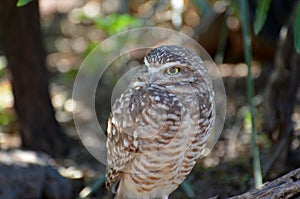 Curious Burrowing Owl Perched on a Tree Branch