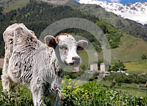 Curious calf in caucasus