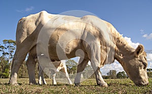 Curious calf drinking milk while looking at camera.