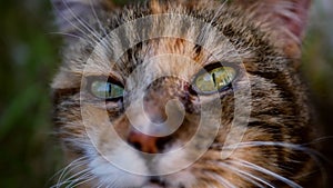 Curious calico cat looks into the camera portrait