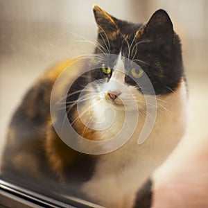 Curious calico cat looks into the window from the street