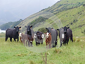 Curious calves and protective mothers, New Zealand