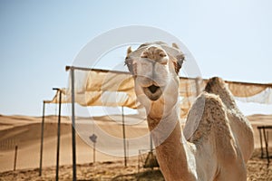 Curious camel in desert