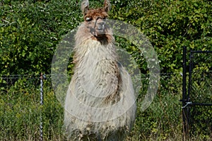 Curious Captive Llama Standing In Field