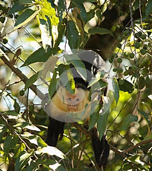 A Curious Capuchin Monkey Peering Through the Rain-forest