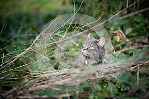 Curious cat amid bushes and green foliage looking up