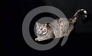 Curious cat  in black background, cat portrait, Cat isolated in dark background, Cat portrait close up, cat in studio with space f