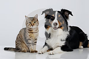 Curious cat and Border Collie dog pose together, exuding charm and friendliness photo