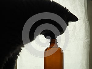 Curious cat and bottle. Veterinary clinic.