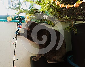 Curious cat checking out the Christmas tree