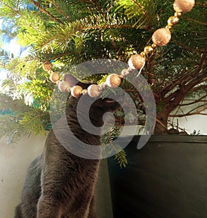 Curious cat checking out the Christmas tree