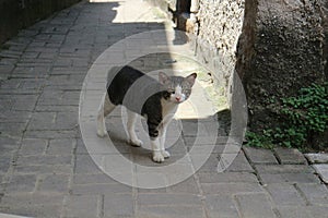 Curious Cat on Cobblestone Path