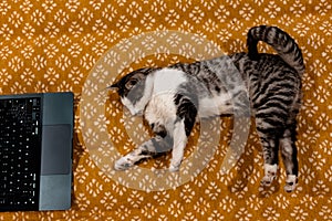 Curious cat explores laptop on a patterned blanket, overhead view. A tabby kitty using a computer, lying on a warm