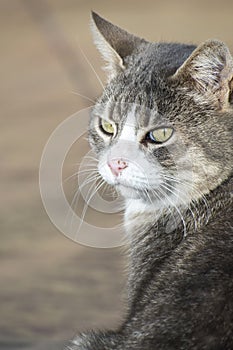 Curious cat face and big eyes