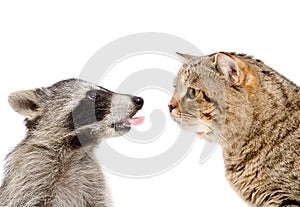 Curious cat and funny raccoon