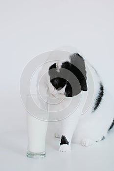 Curious cat with glass of milk