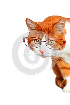 Curious Cat with Glasses Peeping Side photo