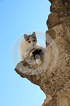 Cat in Greece