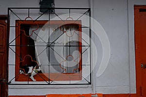 Curious cat looking out of a window in Jardin, Eje Cafetero, Colombia photo