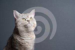 curious cat looking up on gray background with copy space